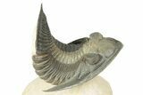 Flying Zlichovaspis Trilobite - Atchana, Morocco #209632-1